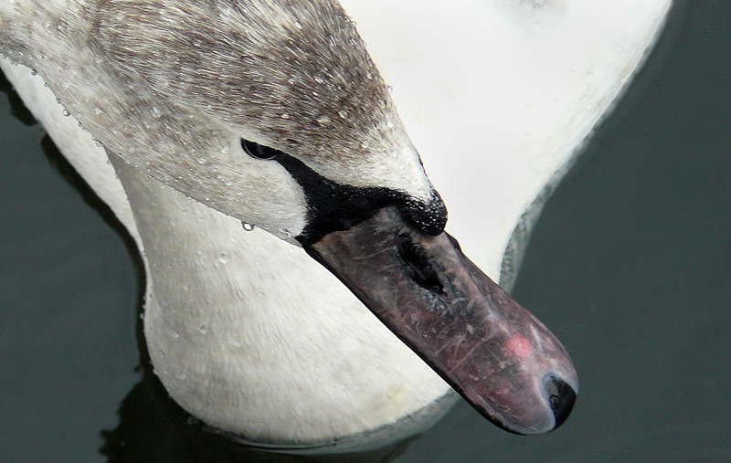 White Swan