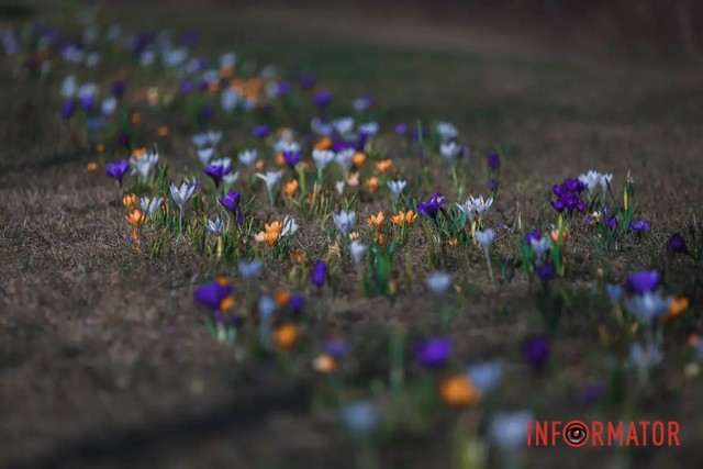Весна пришла: в Днепре на Набережной Победы расцвели крокусы