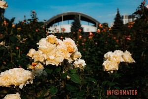 Яскраве буйство фарб: як у Дніпрі виглядає розарій у парку Глоби