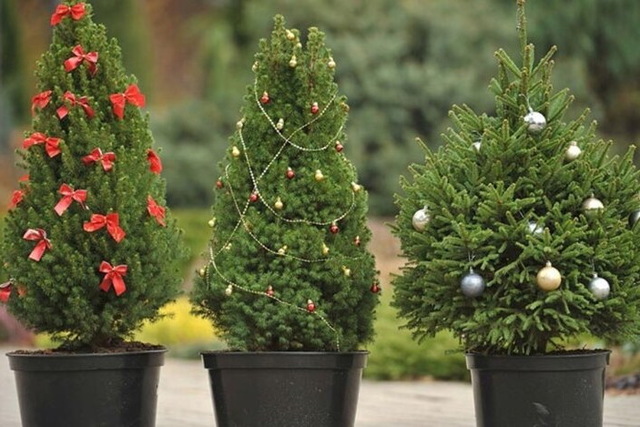 На Днепропетровщине хотят ввести лимиты на новогодние елки